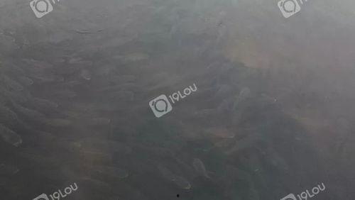 山鸡鱼群爆料视频,揭秘水下生态奇观 第1张 山鸡鱼群爆料视频,揭秘水下生态奇观 第1张