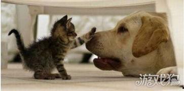 狗子直播爆料是真的吗视频,真相揭秘,视频内容真实性分析 第3张 狗子直播爆料是真的吗视频,真相揭秘,视频内容真实性分析 第3张